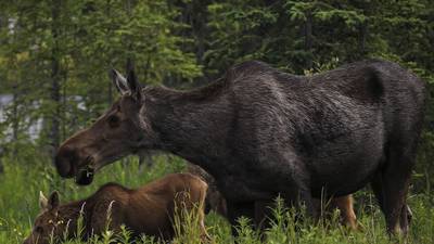 Moose attacks and kills man who was trying to photograph newborn calves