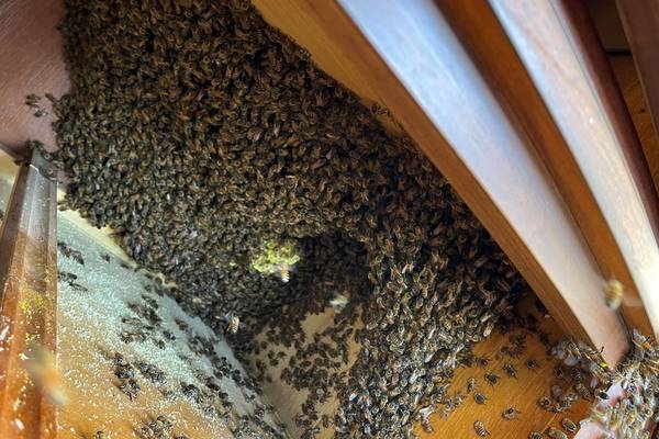 Oh, bee hive: More than 8,000 bees found outside Florida sheriff’s office