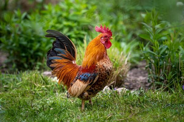 ‘He calls the chicken police on me’: Florida man facing charges after killing neighbor’s pet rooster
